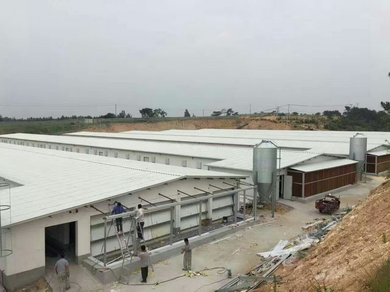 雞舍建設(shè),雞房