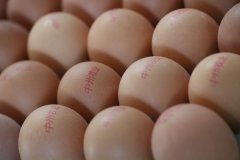 雞籠對蛋雞產(chǎn)蛋的階段飼養(yǎng)方法
