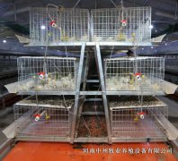 雞籠可以使用多久？