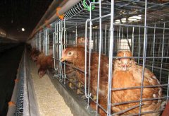雞籠廠家講雞病腺肌胃炎的防控方法
