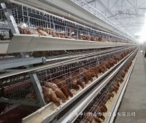 蛋雞籠廠家對(duì)蛋雞產(chǎn)業(yè)幾點(diǎn)研判和分析
