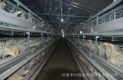 雞籠養(yǎng)雞使用簡易棚還是標準化建設？