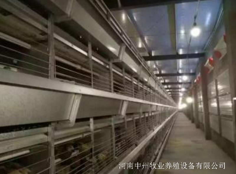 蛋雞籠