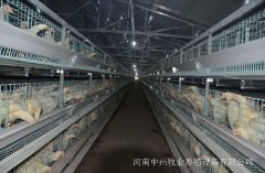 雞籠廠家講述喂養(yǎng)雞的玉米發(fā)霉了怎么辦