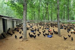 夏季雞籠養(yǎng)雞要注意的六點(diǎn)，其中第五點(diǎn)最重要