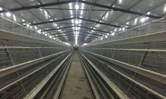 蛋雞籠廠家教你怎么樣識別高產(chǎn)蛋雞苗