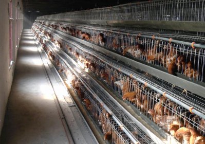 蛋雞籠廠家教你如何選購好飼料
