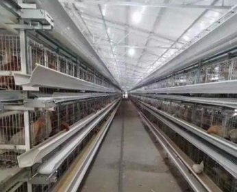 蛋雞籠廠家講述蛋雞無高峰期原因