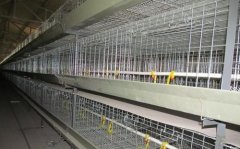 雞舍建造的雞籠使用合理設(shè)計