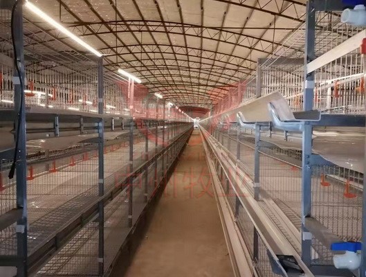 肉雞籠