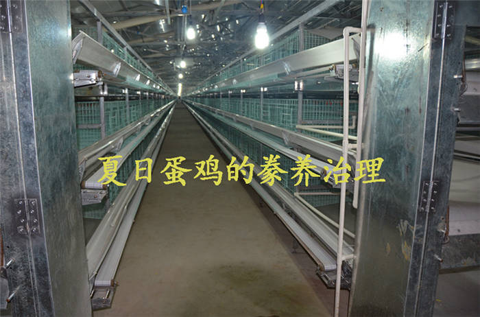 養(yǎng)雞設(shè)備-中州農(nóng)牧科技