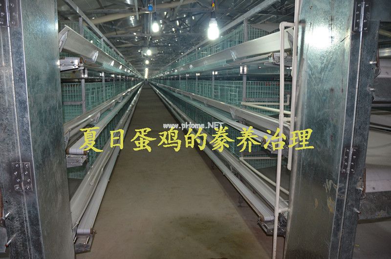 養(yǎng)雞設(shè)備-中州農(nóng)牧